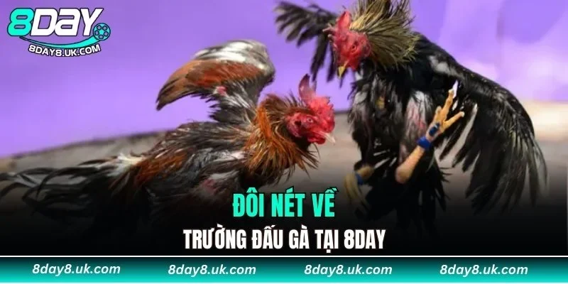 Đôi nét về trường đấu gà tại 8DAY