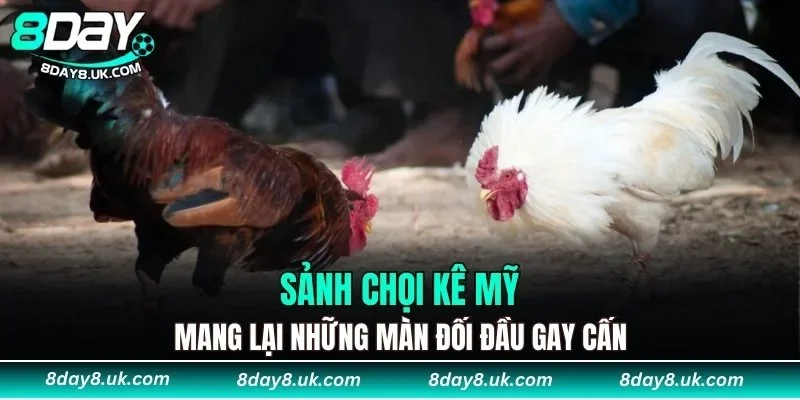 Sảnh chọi kê Mỹ mang lại những màn đối đầu gay cấn