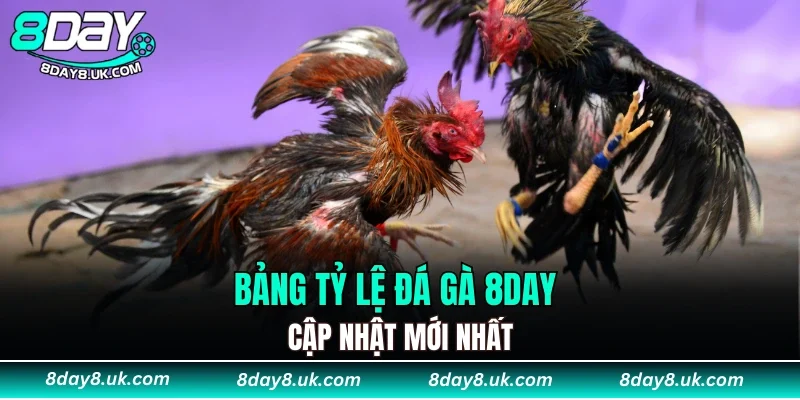 Tỷ lệ kèo đá gà 8DAY được cập nhật ra sao
